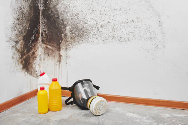 Best Black Mold Removal  in Orland Hls, IL