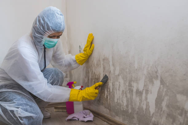 Best Residential Mold Removal  in Orland Hls, IL