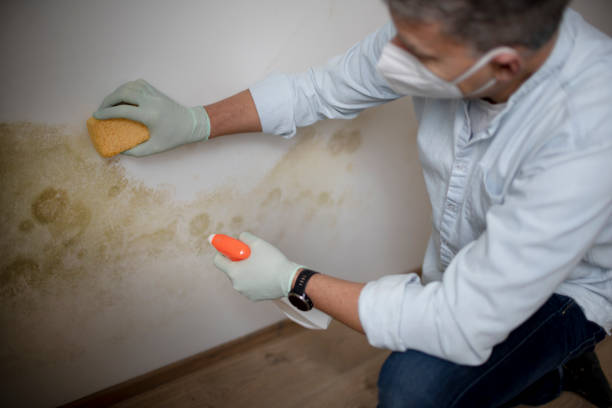 Best Toxic Mold Removal  in Orland Hls, IL
