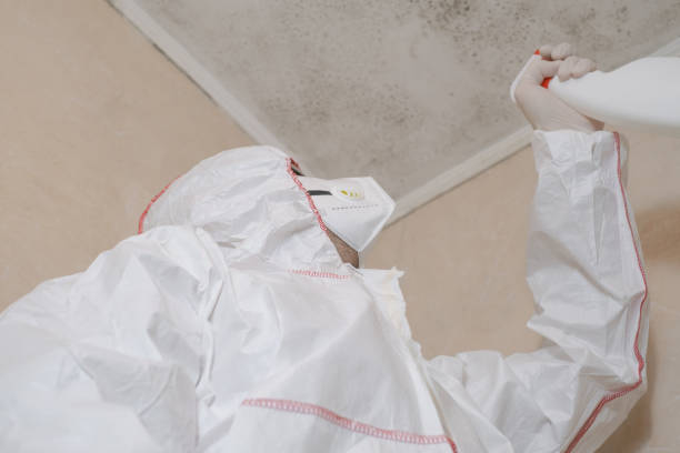 Best Affordable Mold Removal  in Orland Hls, IL