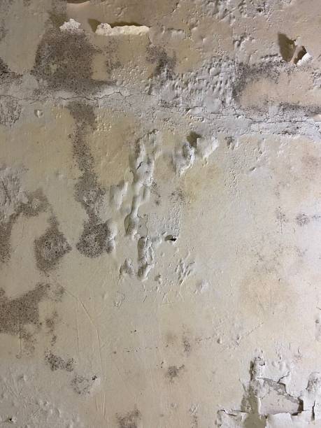 Best Fast Mold Removal  in Orland Hls, IL