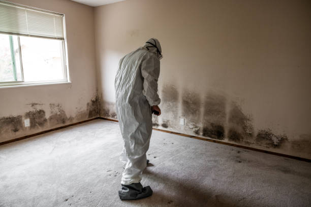 Best Home Mold Removal  in Orland Hls, IL