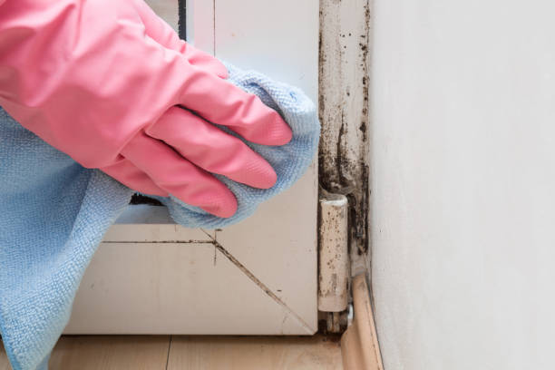 Best Emergency Mold Removal  in Orland Hls, IL