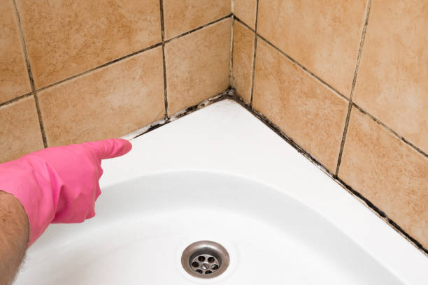 Best Mold Removal Near Me  in Orland Hls, IL